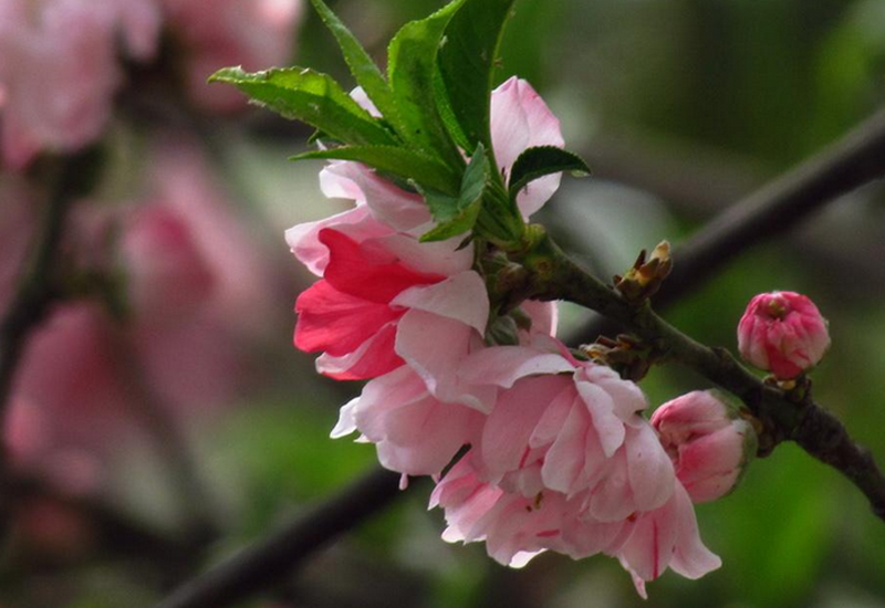 是植物桃的变种,属于观赏 a target="_blank" href="/item/桃花