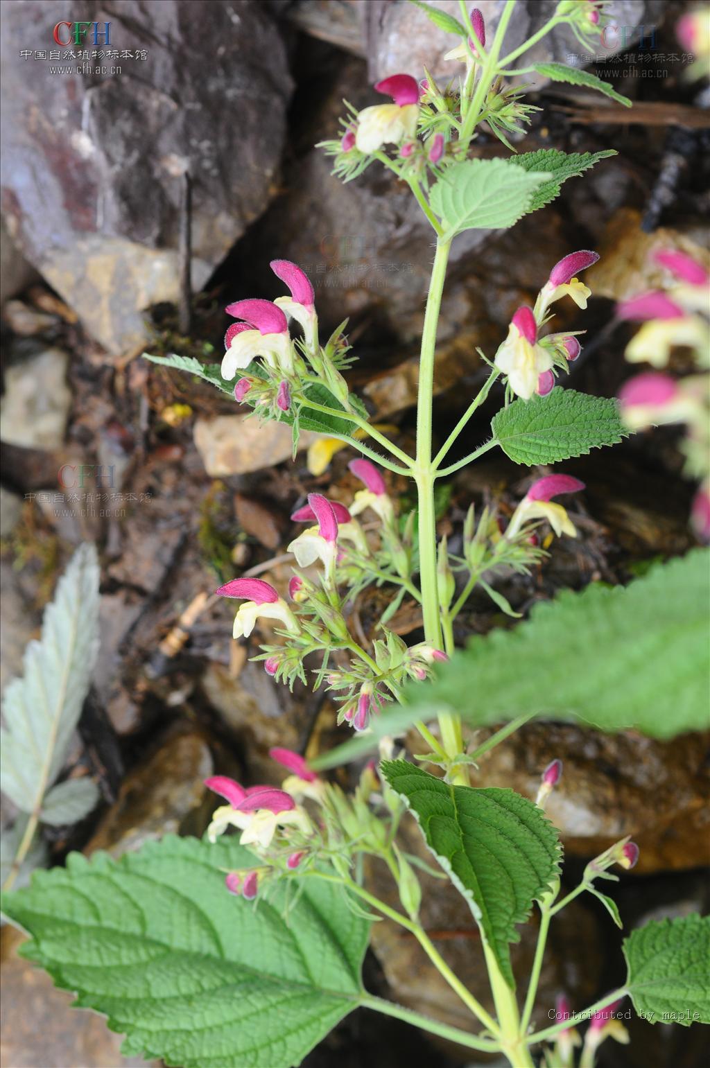 为唇形科植物冠唇花 i>microtoenainsuavis /i>(hance)prainexdunn的