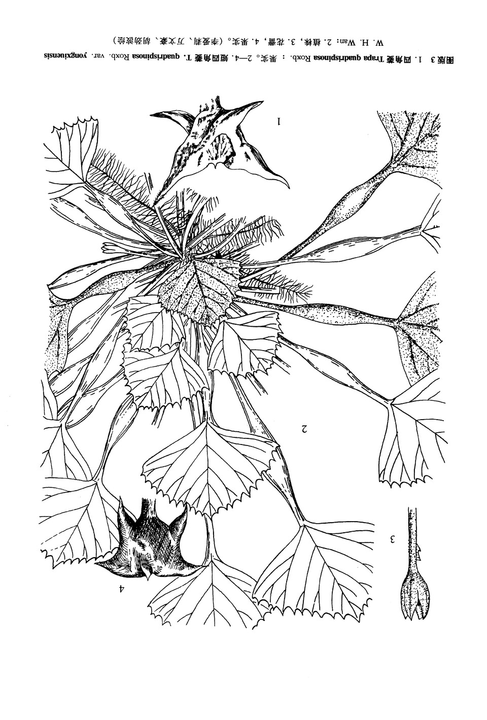 trapa quadrispinosa roxb.