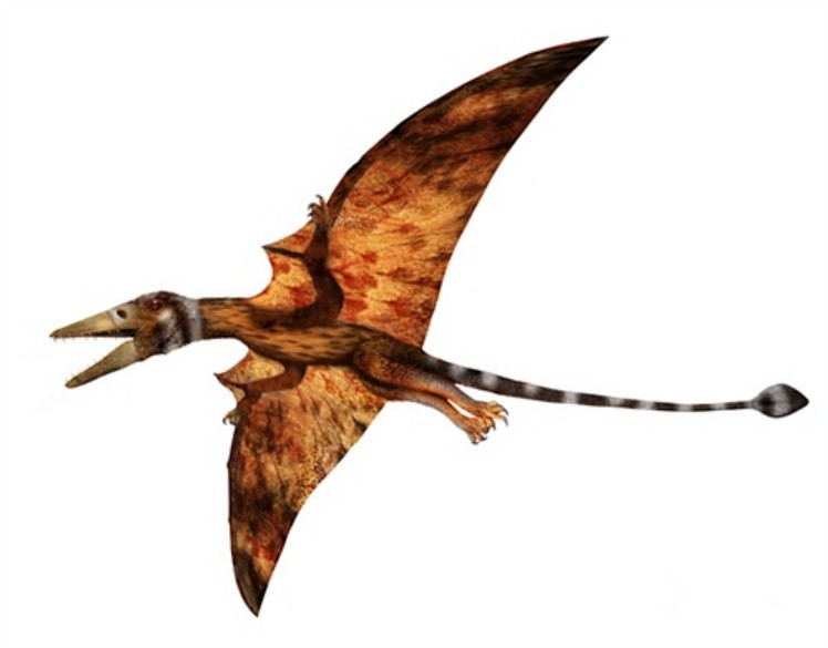  p data-id="gnbiwbe684">真双型齿翼龙(属名:eudimorphodon)是种 a
