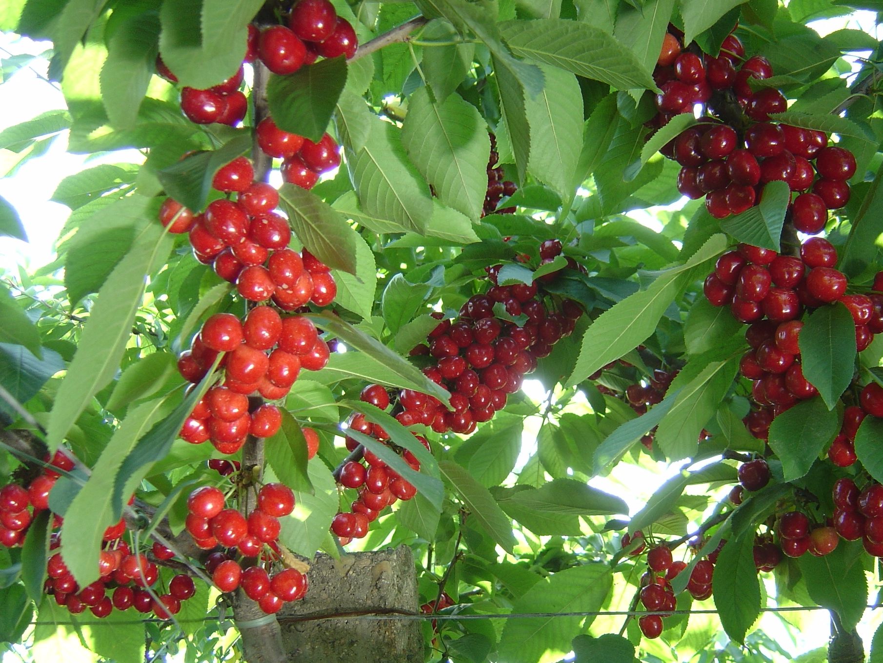  p>樱桃新品种,果实个大,平均单果重6.8克,最大可达12克.