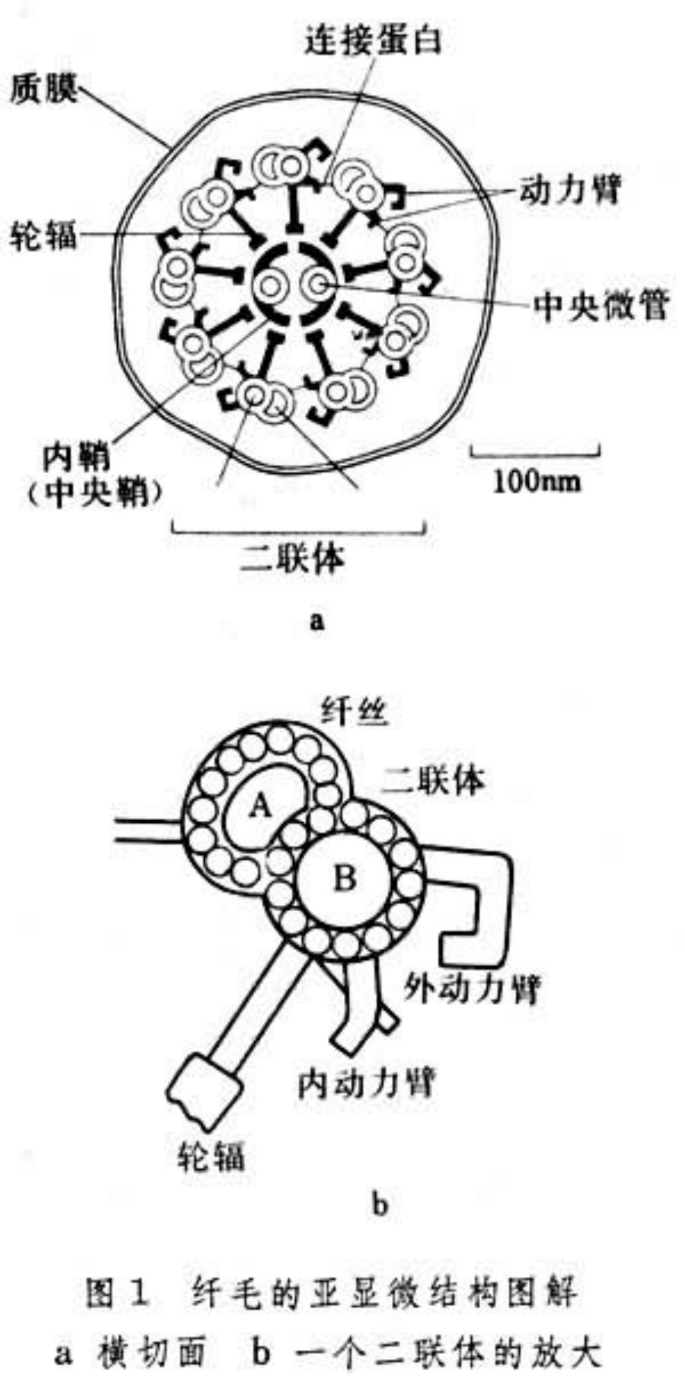  p>9 2型鞭毛结构指鞭毛的微观细胞生物结构,由外圈9组二联微管,内包