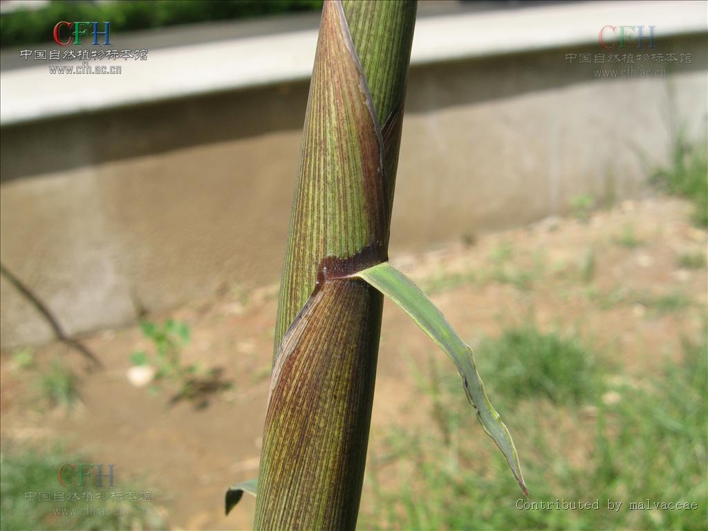  p>淡竹(学名: i>phyllostachys glauca /i> mcclure)是禾本科,刚竹属