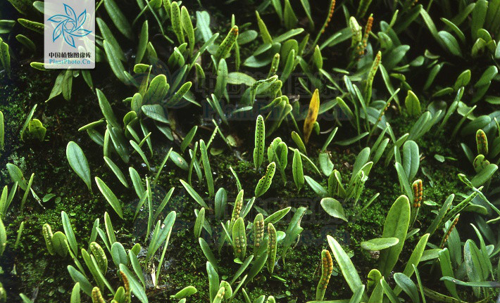  b> i>lepidogrammitis adnascens /i> /b>)为水龙骨科骨牌蕨属下的一