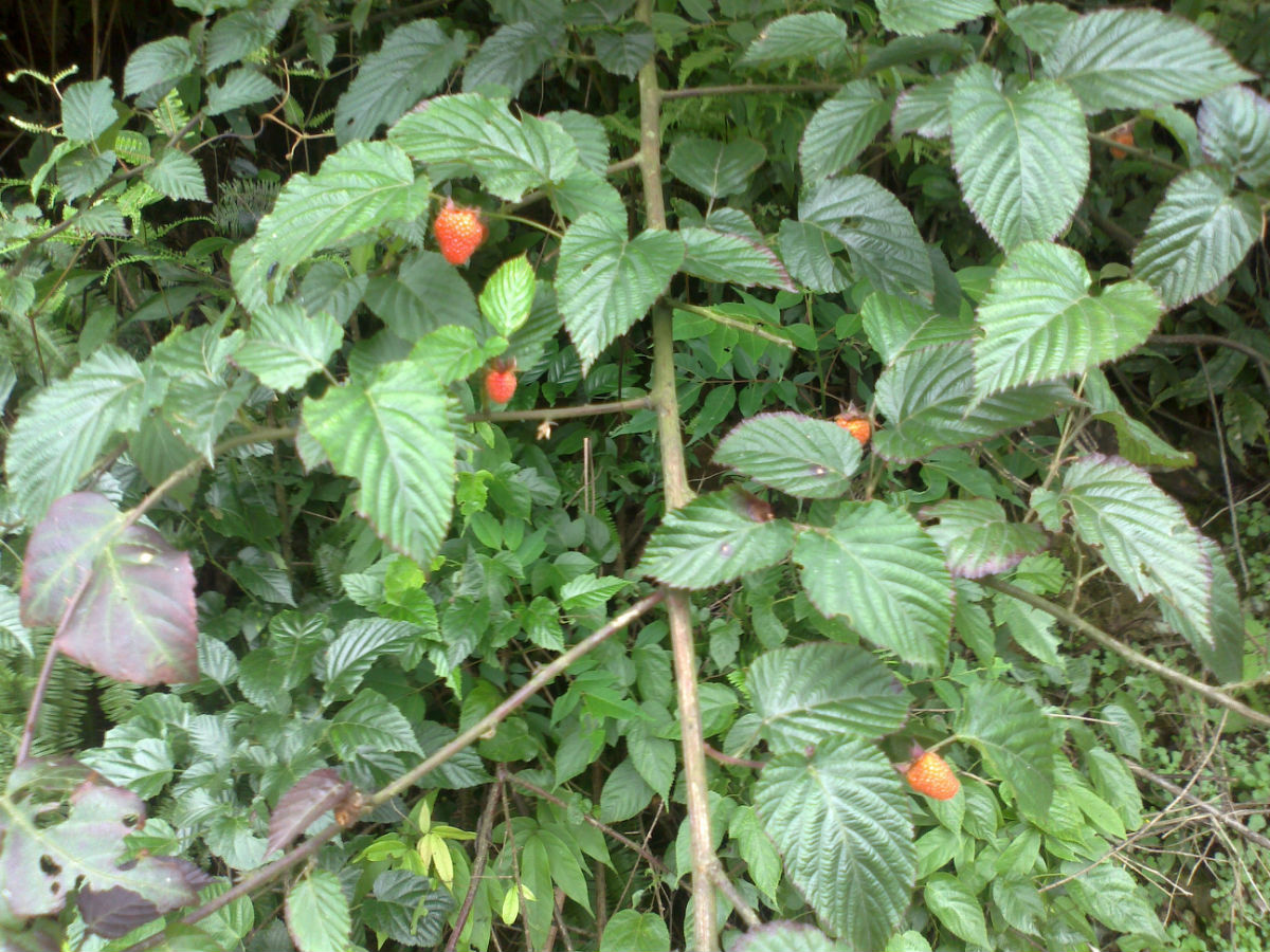  p>白叶山莓草(学名:sibbaldia micropetala)是蔷薇科山莓草属的植物.
