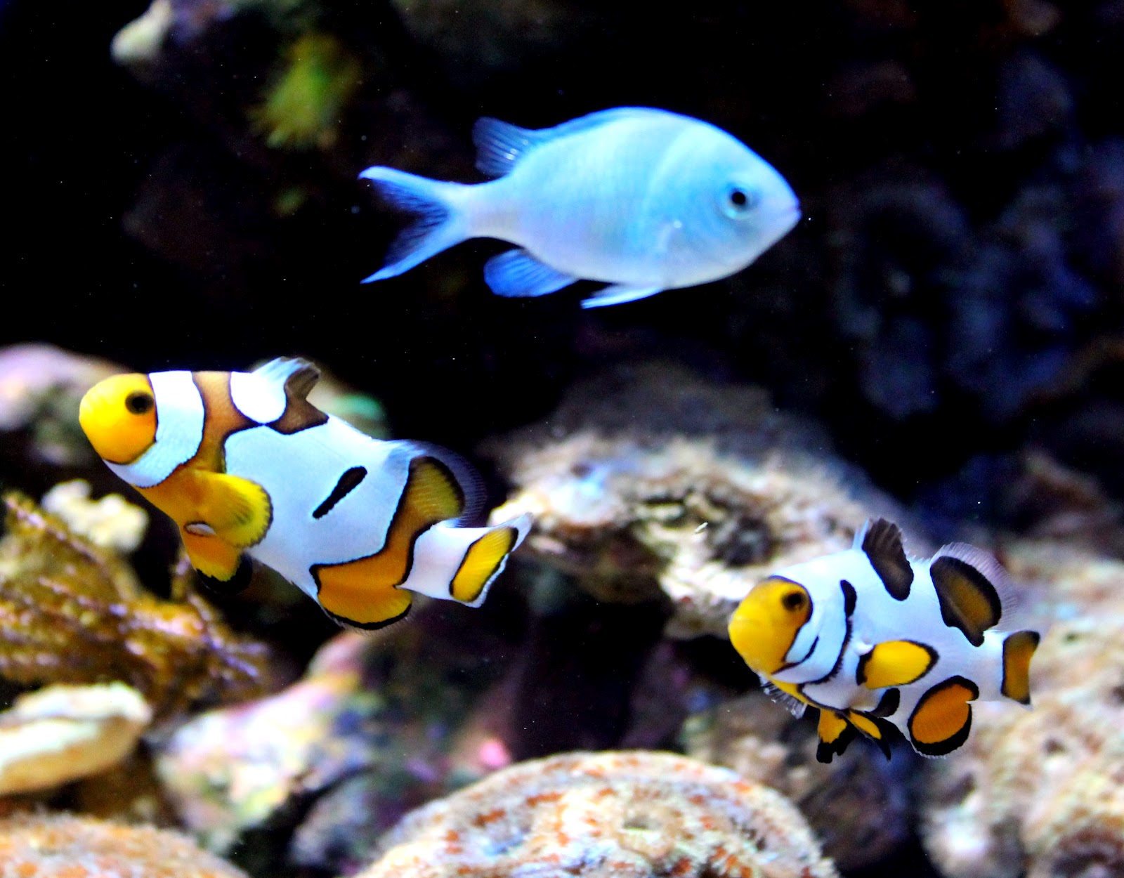  p>俗称:黑红小丑,英文名:cinnamon clownfish,学名:amphiprion