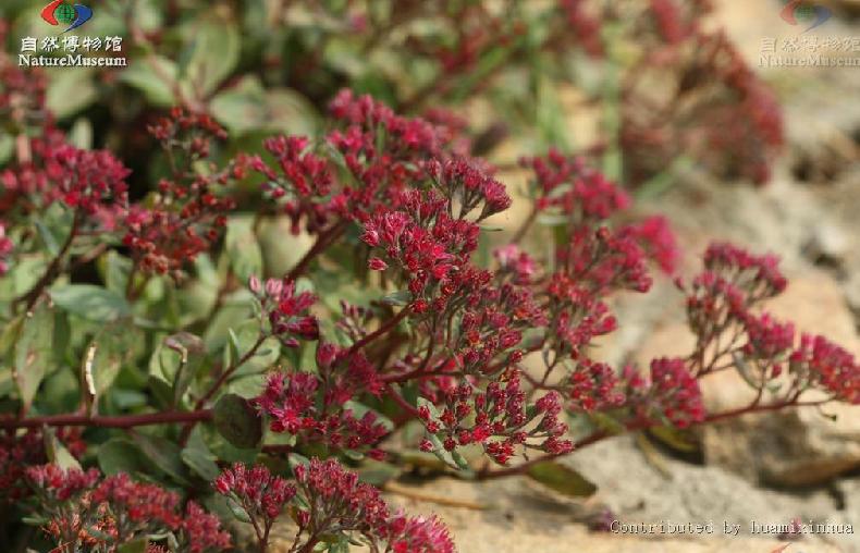  p>圆叶八宝(学名:hylotelephium ewersii (ledeb.) h.