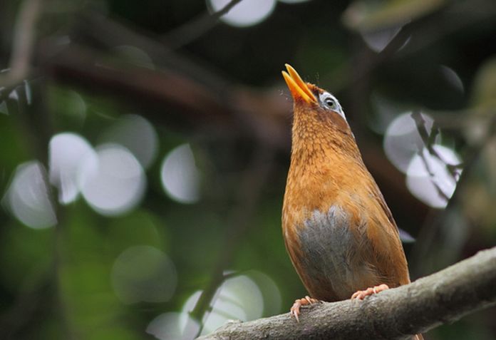  p>画眉鸟(学名: i>garrulax canorus /i>):是鸟纲,画眉科的中型鸟类.