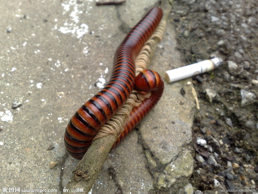 又名百脚虫,千脚虫,大草鞋虫,百节虫等