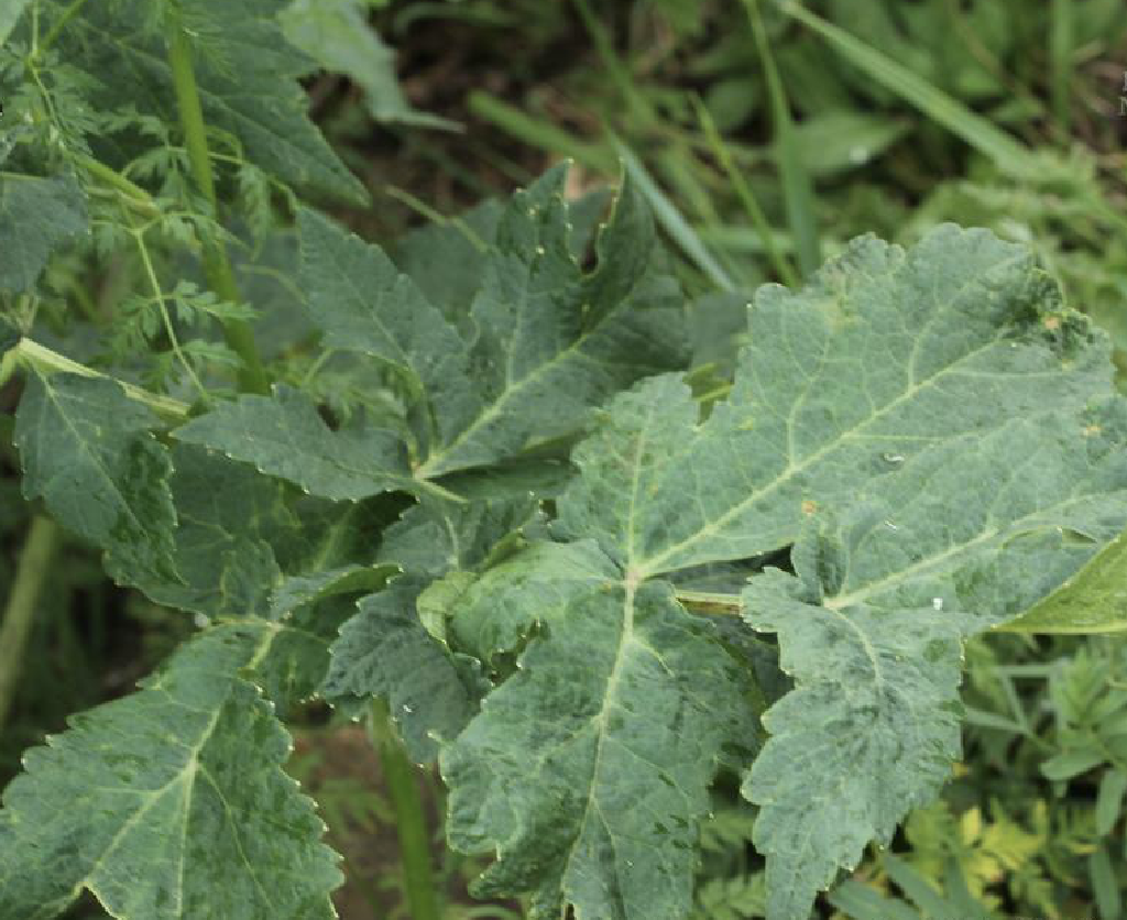  p>短毛独活(学名: i>heracleum moellendorffii /i> hance)是伞形科