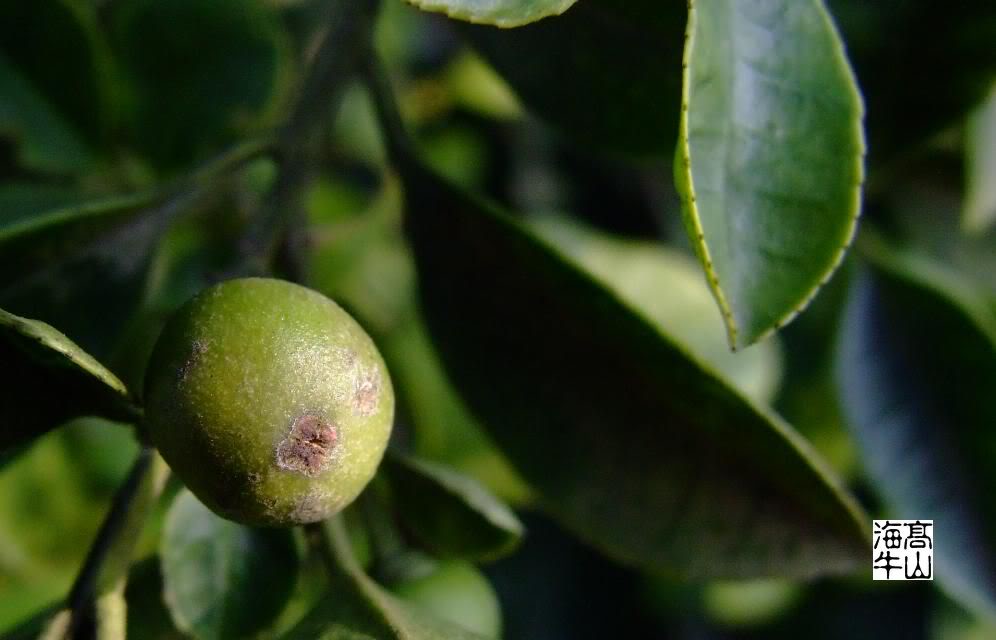  p>绿冬青(学名:ilex viridis champ. ex benth.