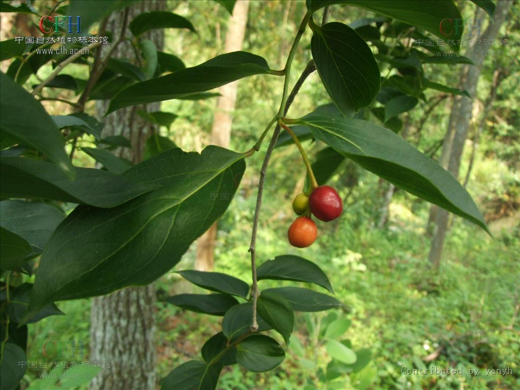  p>青皮木属( a target="_blank" href="/item/学名/8074290" data