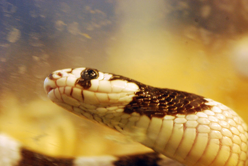  p>王蛇(kingsnake),又名皇帝蛇.