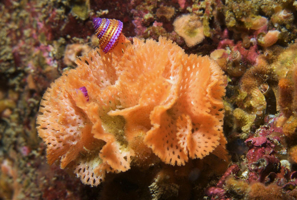 ostomata)是 a target="_blank" href="/item/苔藓动物门/7181370"