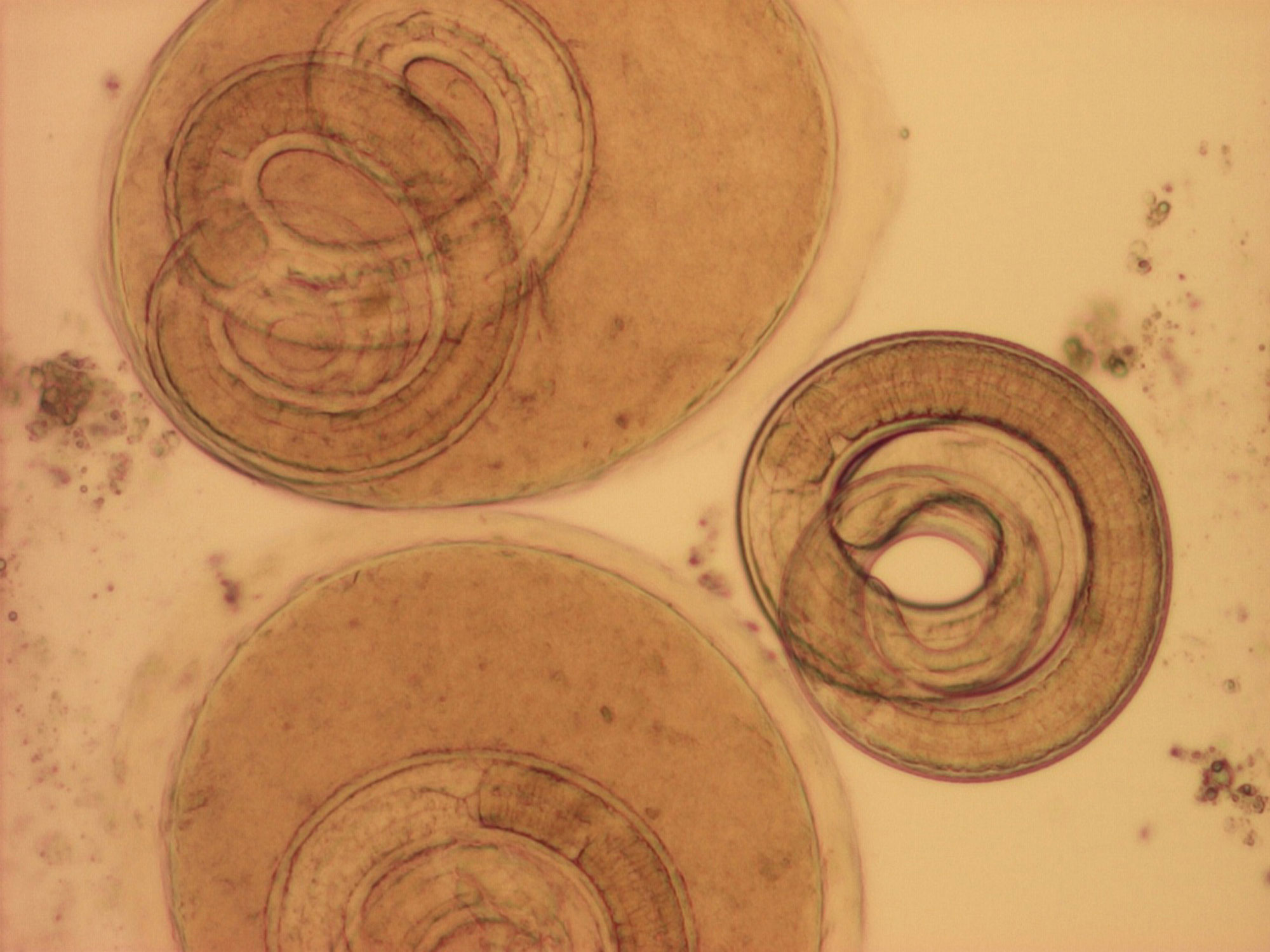  p>旋毛虫 a target="_blank" href="/item/幼虫寄生/2697752" data