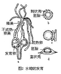 水螅属