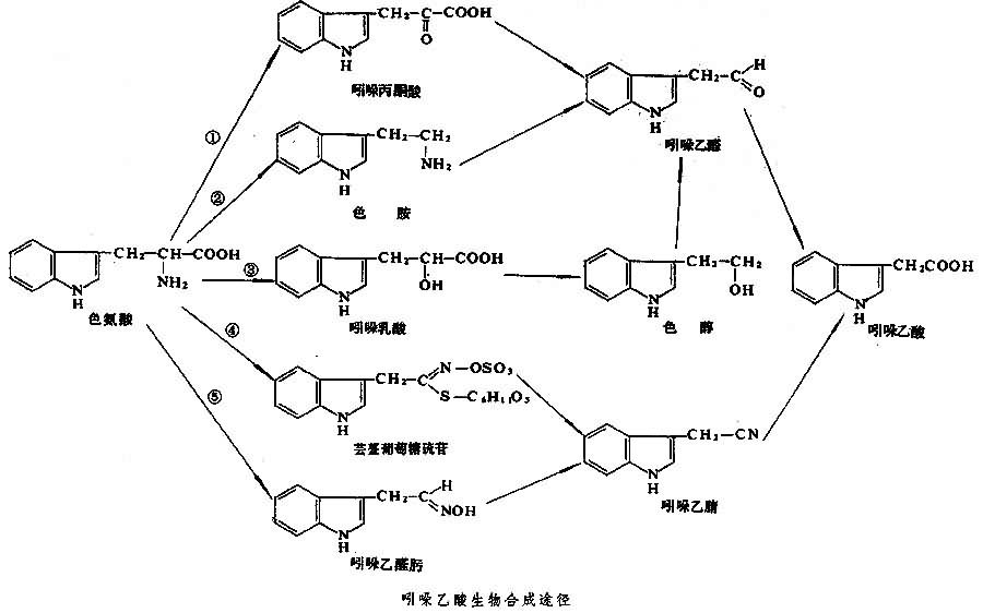 色氨酸(tryptophan),又称β