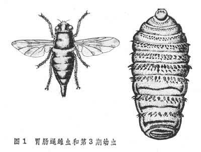 蝇蛆病_百度百科