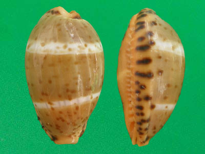  p>双线宝螺(学名:palmadusta lutea lutea)是腹足纲宝螺科的 a href=