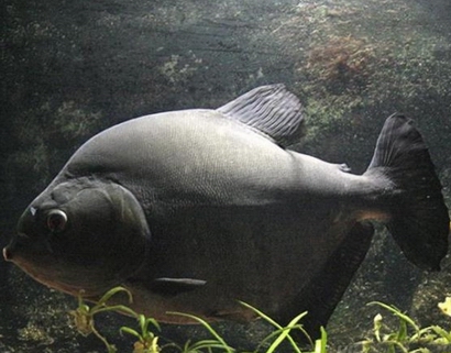 黑紫罗兰食人鲳