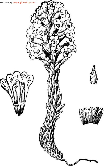 ma),列当科苁蓉属多年生根寄生草本,是草苁蓉和肉苁蓉的统称