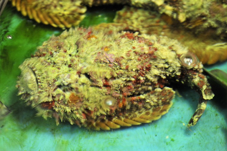  p>石头鱼是自然界中毒性很强的一种鱼,它的"致命一刺"被描述为给予