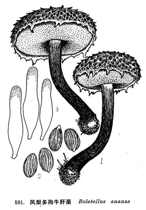 凤梨条孢牛肝菌