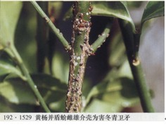 ">同翅目 /a>, a href="#" data-lemmaid="6270850">盾蚧科 /a>