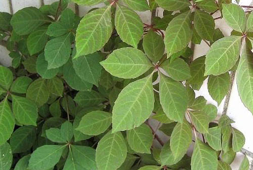  p>五叶地锦(学名: i>parthenocissus quinquefolia /i> (l.) planch.