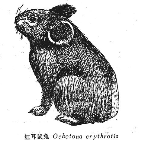  p>红耳鼠兔(学名: i>ochotana erythrotis /i>),是鼠兔科,鼠兔属的