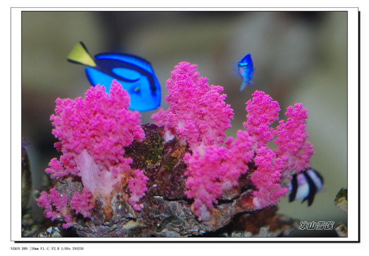  p>红鸡冠珊瑚(英文名称:dendronepythya sp )分布于 a href="#" data