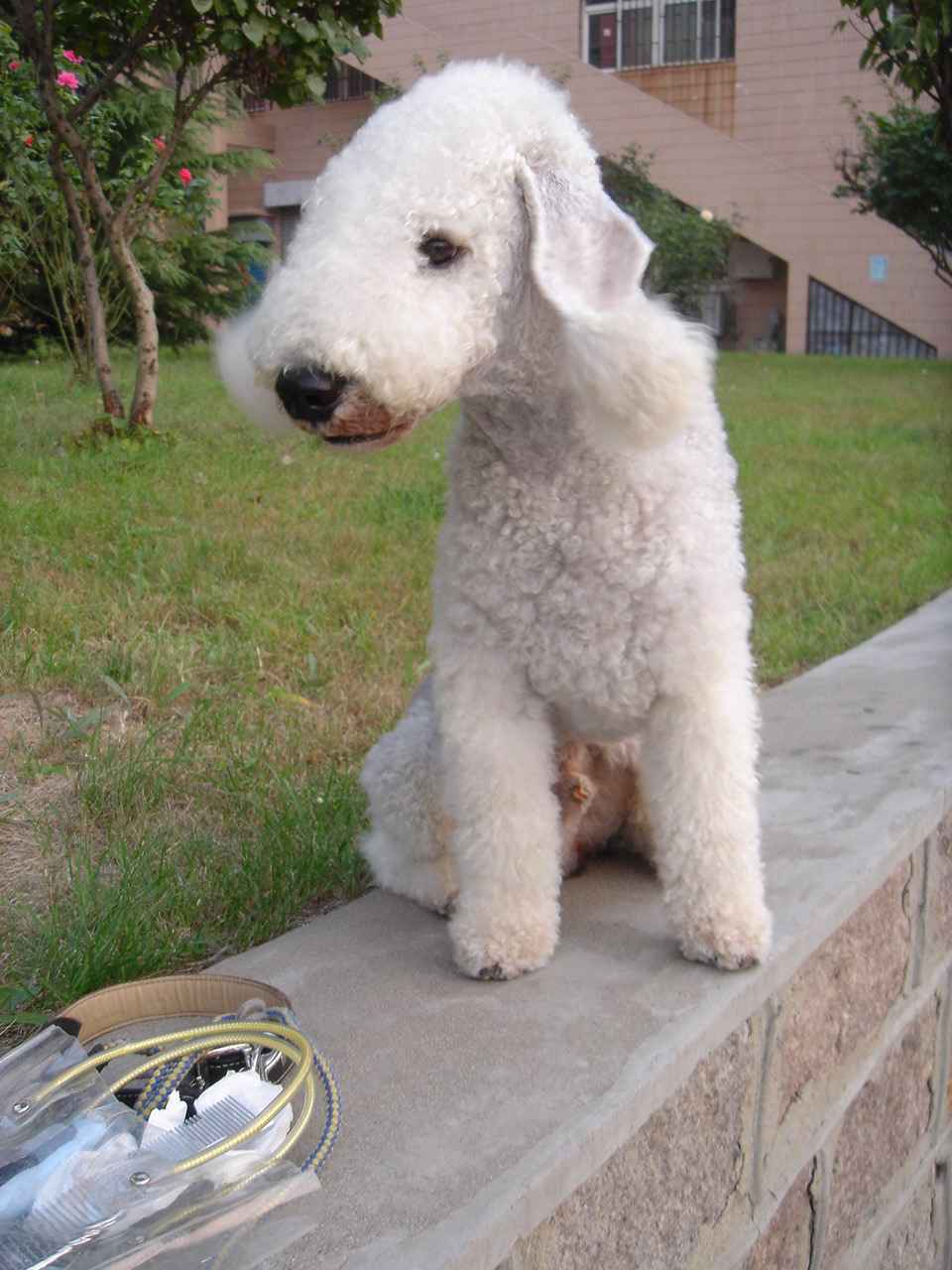 href="#" data-lemmaid="1254455">贝林顿梗 /a>(bedlington terrier)