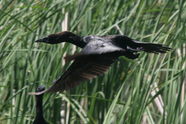  p>侏鸬鹚(学名: i>microcarbo pygmeus /i>,英文名:pygmy cormorant)