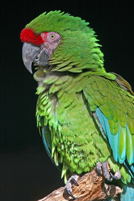  p>军金刚鹦鹉(学名: i>ara militaris /i>):是鸟纲,鹦鹉科的大型 a