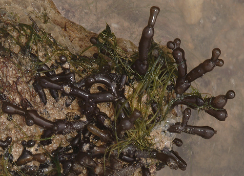  p>缢江蓠(学名:gracilaria salicornia)是江蓠科江蓠属的一种藻类.