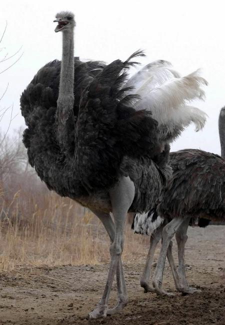 全国首批农业旅游示范点,亚洲最大的鸵鸟养殖示范基地,有亚洲最大的
