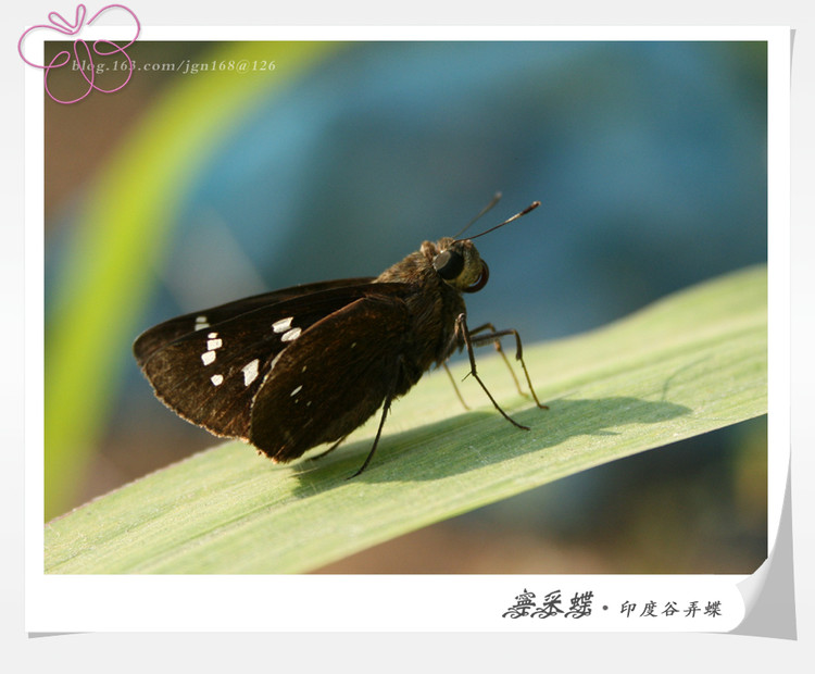  p>昆虫名,为鳞翅目,弄蝶科.体长14～16 mm.
