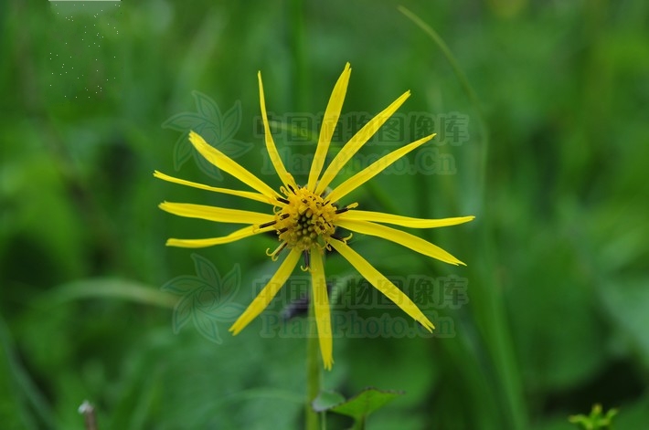 总状花序/795476" data-lemmaid="795476">总状花序 /a>;苞片狭披针形