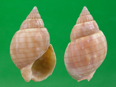 橡子织纹螺