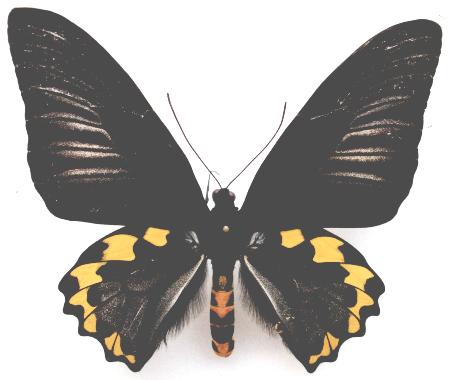 苏拉岛海滨裳凤蝶