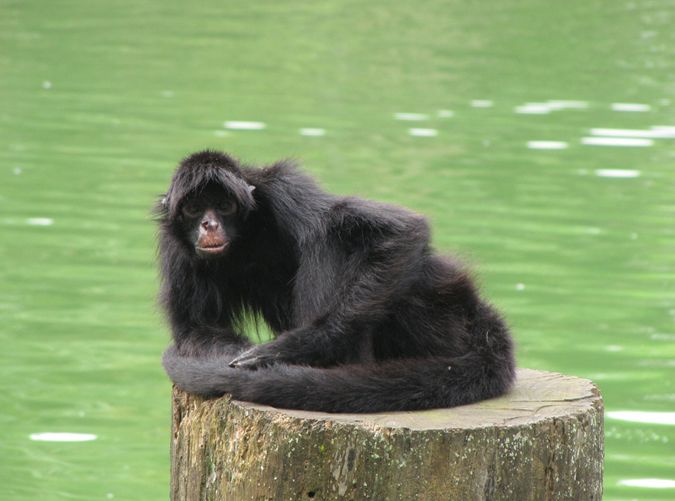 black-faced black spider monkey