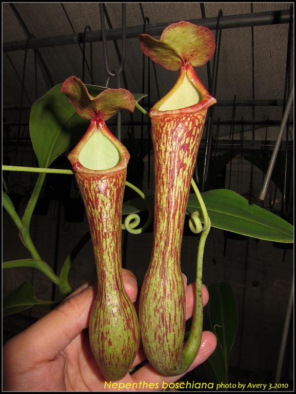  p>博世猪笼草是 a href="#" data-lemmaid="1473380">婆罗洲 /a>特有