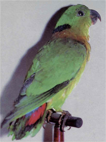 black-collared lovebird