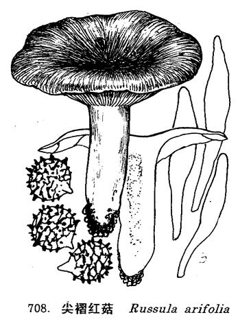 russula arifolia romagn.