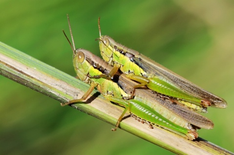  p>中华稻蝗(学名:oxya chinensis)在广东各地都有分布,主要为害水稻