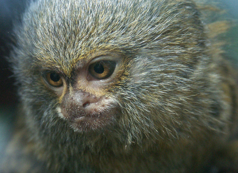  p>侏狨是生活在 a target="_blank" href="/item/南美洲/138913"