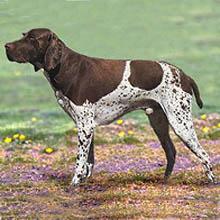 大型法国指示犬