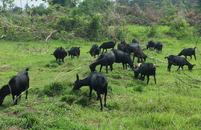  p>万宁东山羊,海南省 a href="#" data-lemmaid="536051">万宁市 /a>