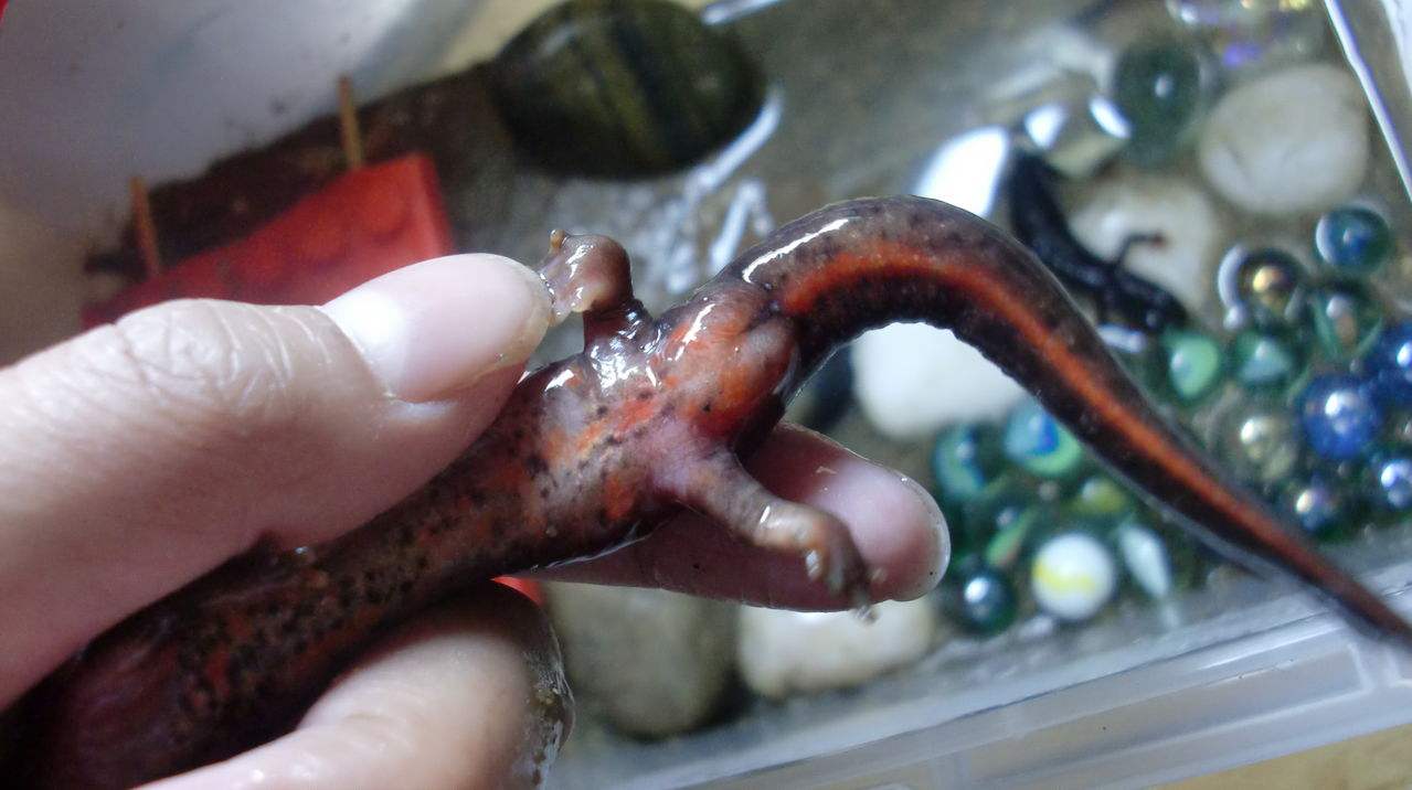 andrias davidianus davidianus