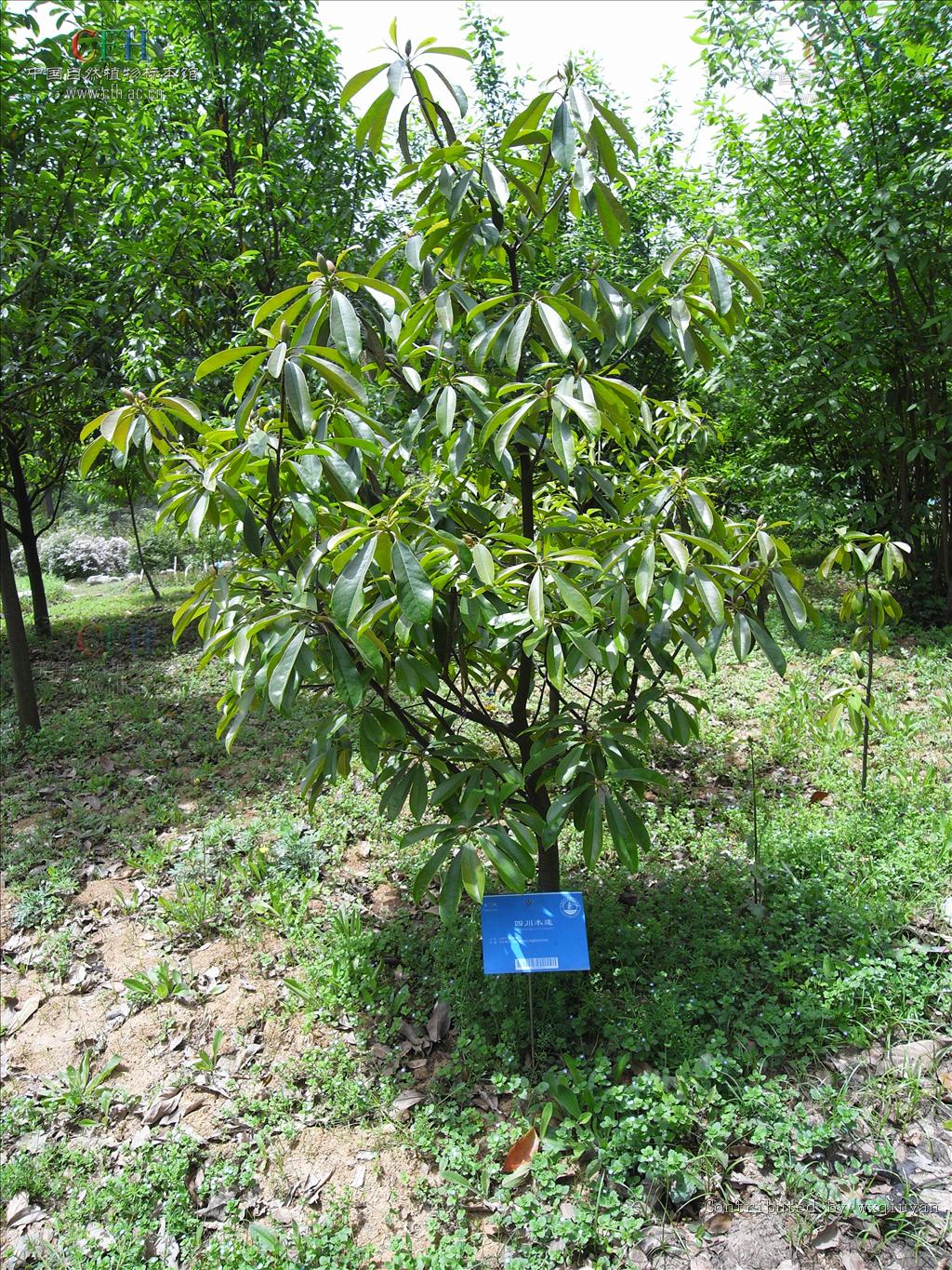  p>四川木莲(拉丁学名manglietiv szechuanica),木莲属常绿乔木.